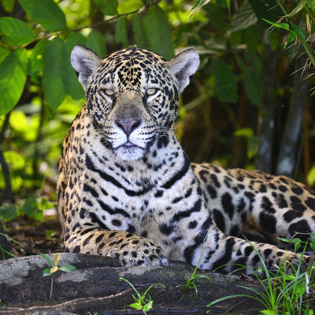 Pantanal / Mato Grosso do Sul – Brazil – Laditour Brazilian DMC